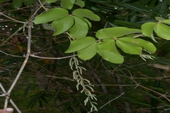 Dioscorea tomentosa